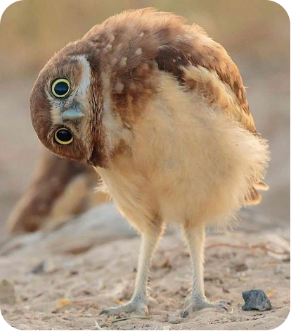 Little owl tilting its head