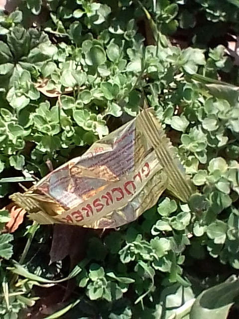 Fortune cookie wrapper, outside of my local cat shelter. It was inside a manmade grass patch, and ants were feasting near it, so I let it be.